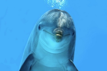 dolphin-120123.jpg